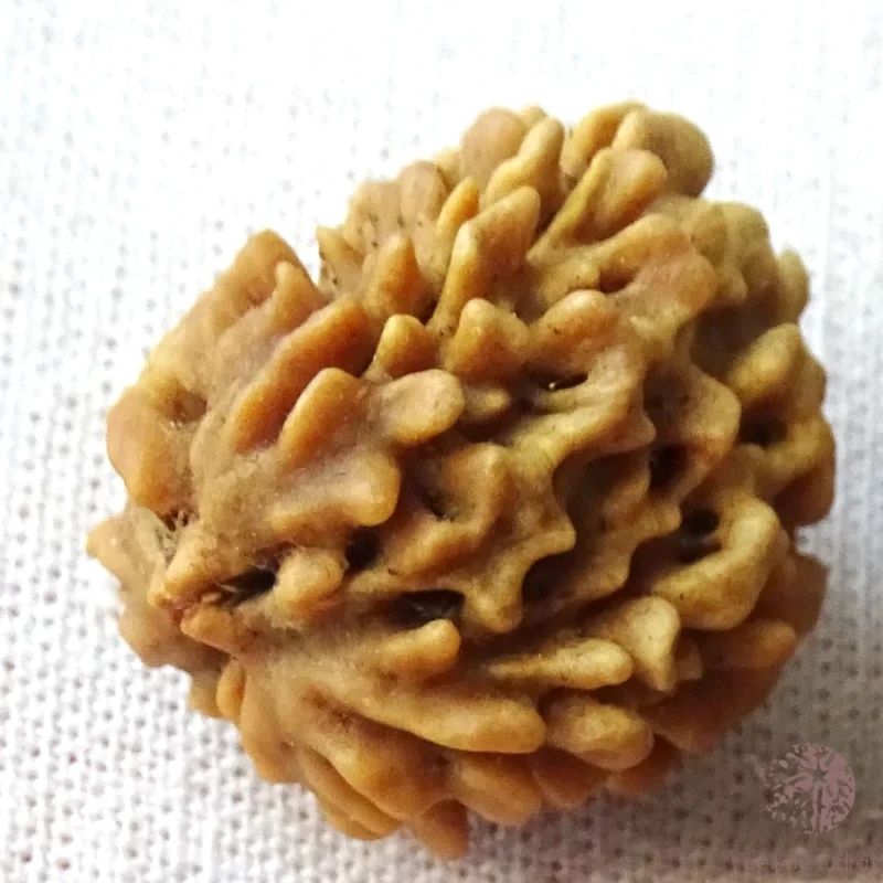 Rudraksha 3 faces énergisé – Image 4