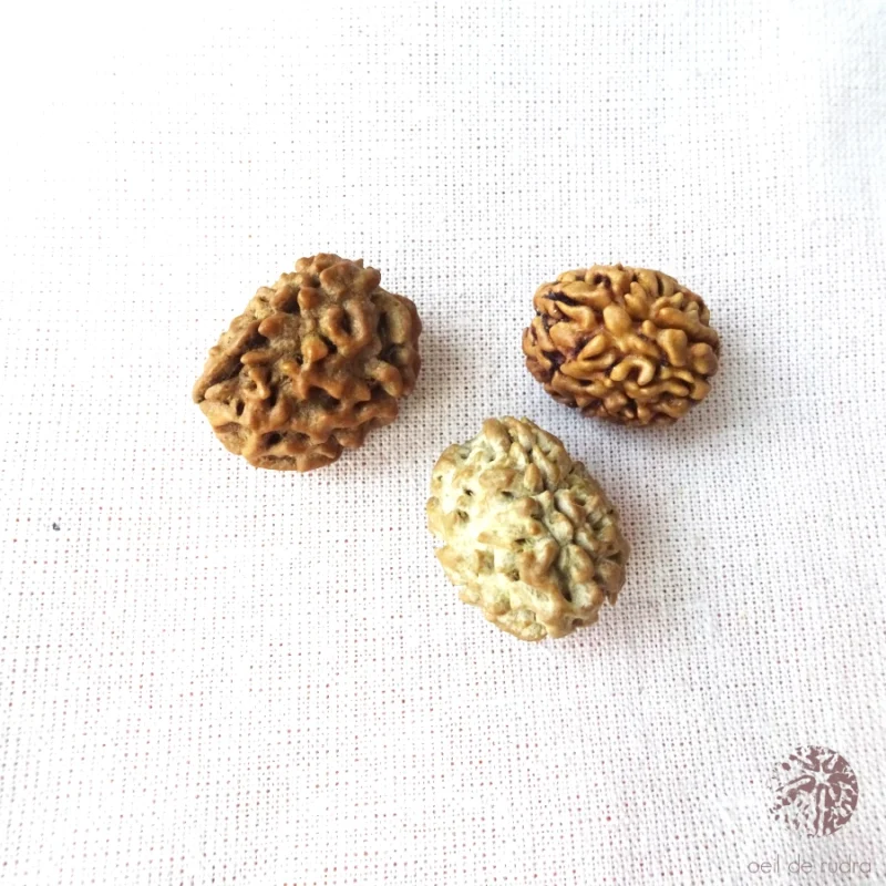 Rudraksha 3 faces énergisé – Image 2