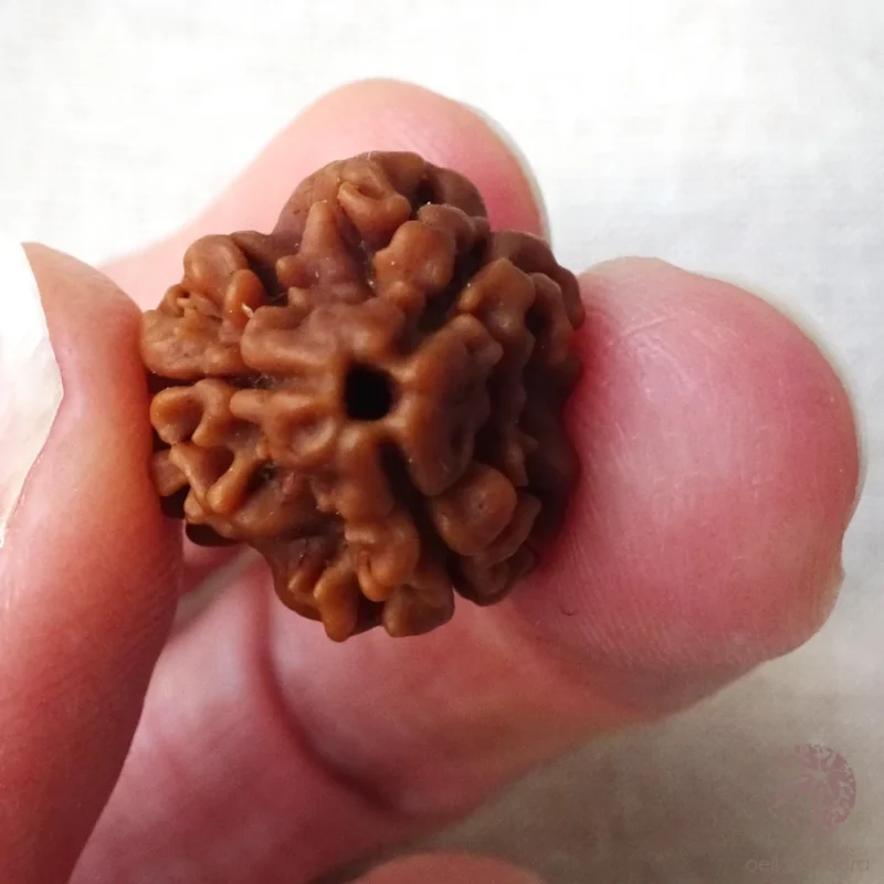 Rudraksha 3 faces énergisé – Image 3