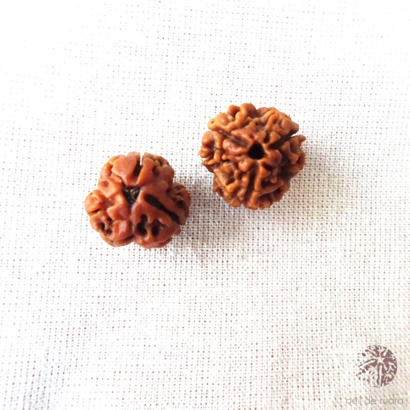 Rudraksha 3 faces énergisé – Image 6