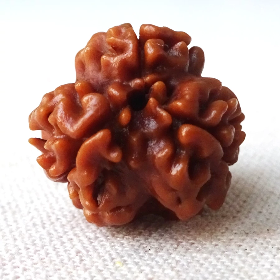 Rudraksha 3 faces énergisé