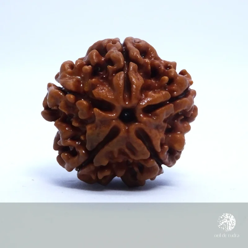 rudraksha authentique du népal