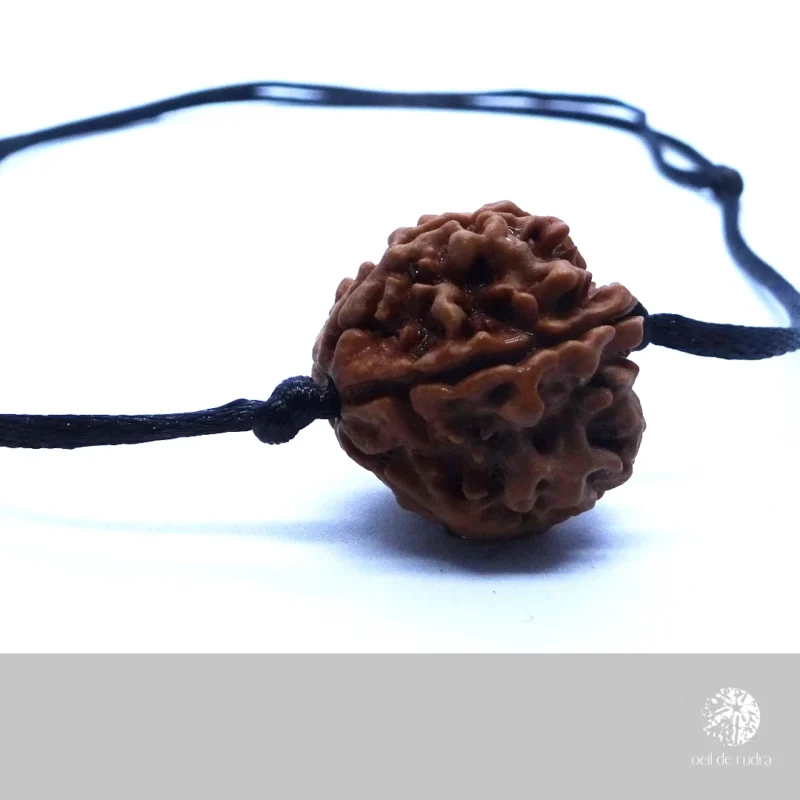 5 faces rudraksha avec collier