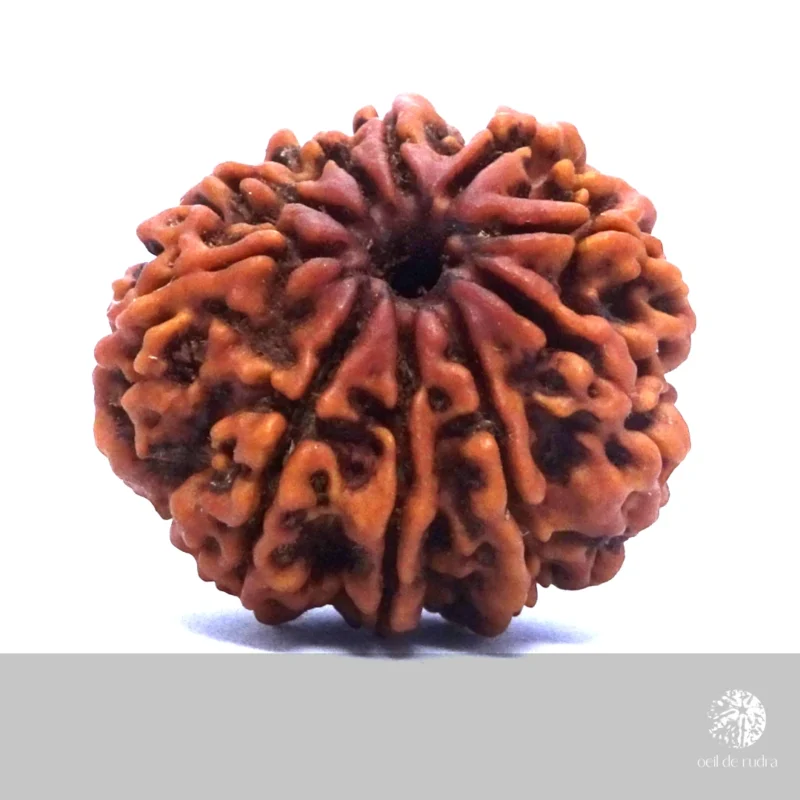 graine de rudraksha à 10 faces