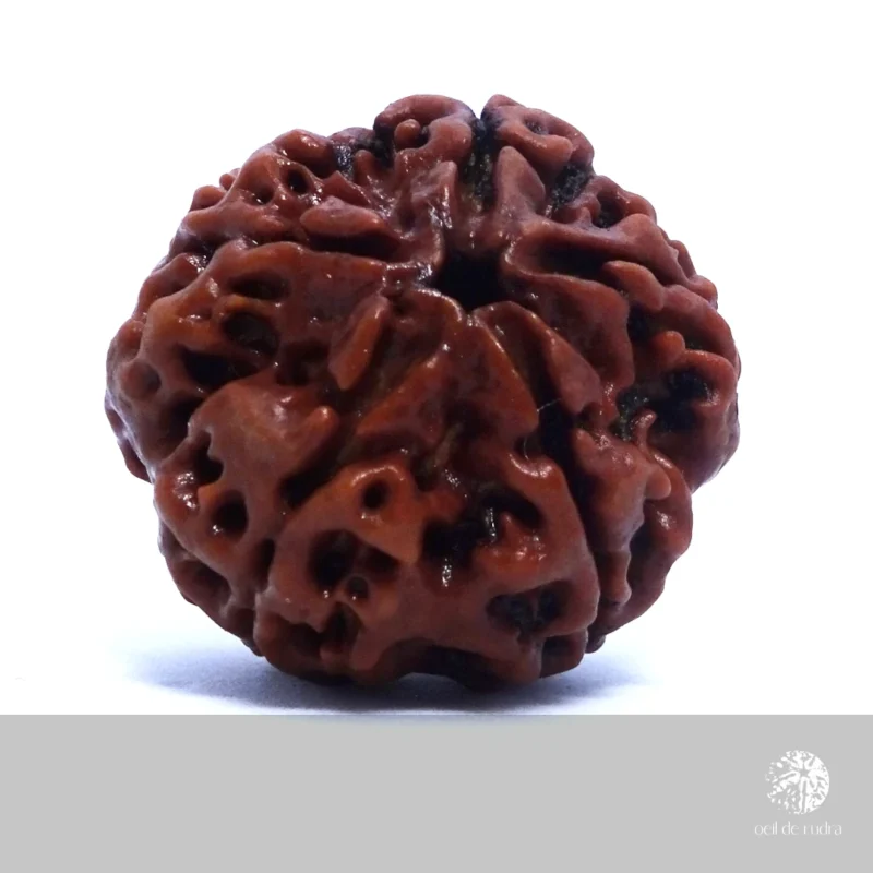 Rudraksha 5 faces énergisé