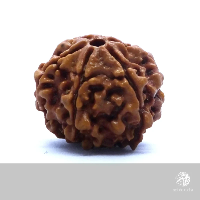 graine de rudraksha authentique à 6 faces