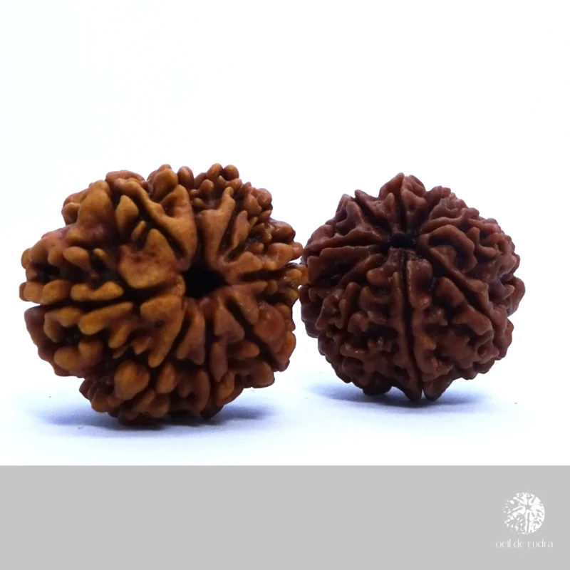 graines de rudraksha à 8 faces symbole de ganesh