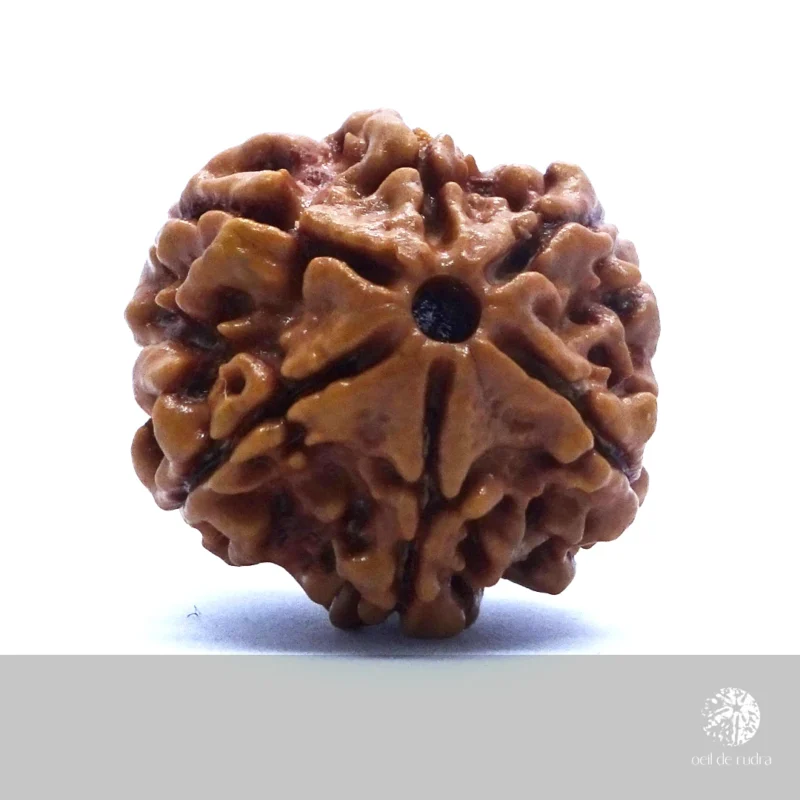 Rudraksha 6 faces énergisé