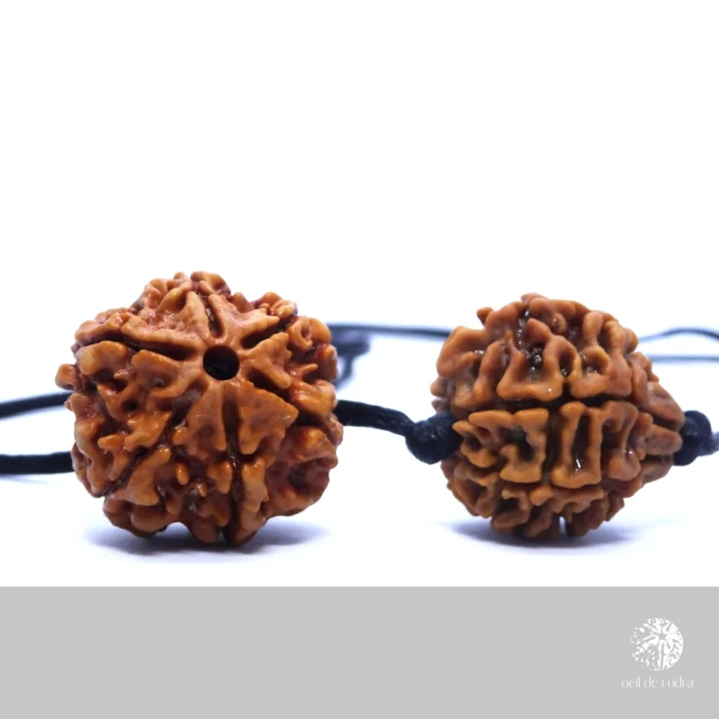 graines de rudraksha du népal 6 faces