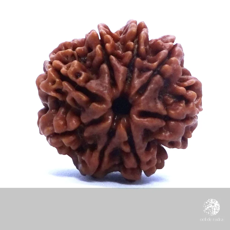 rudraksha à 8 faces