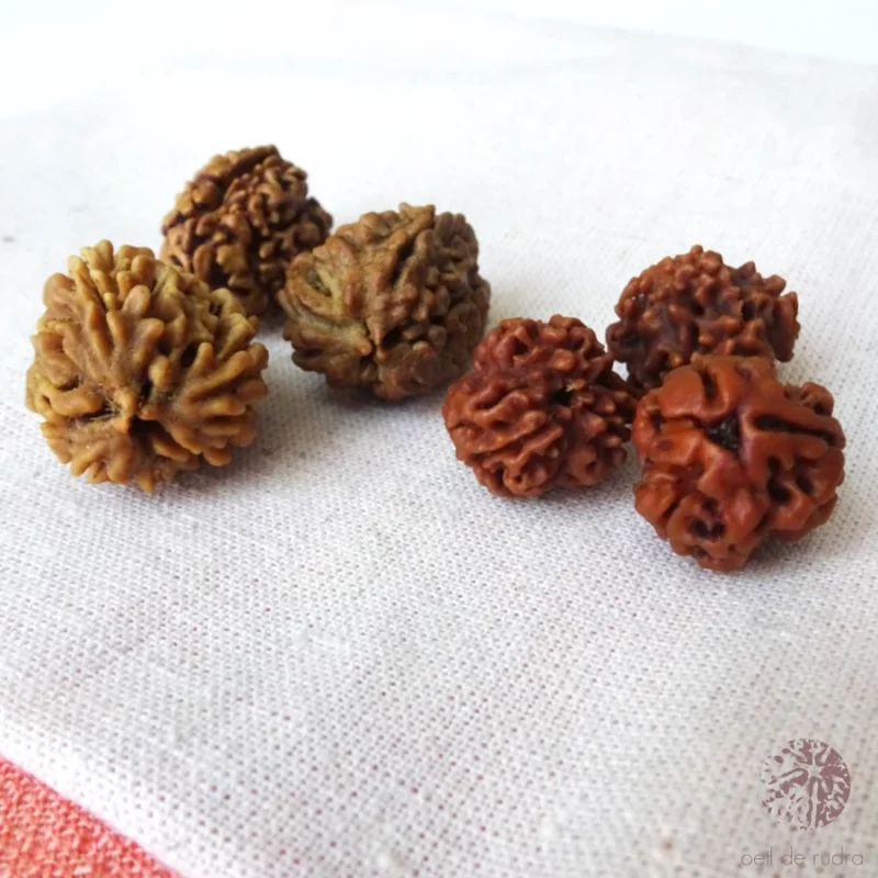 graines de rudraksha à 3 faces