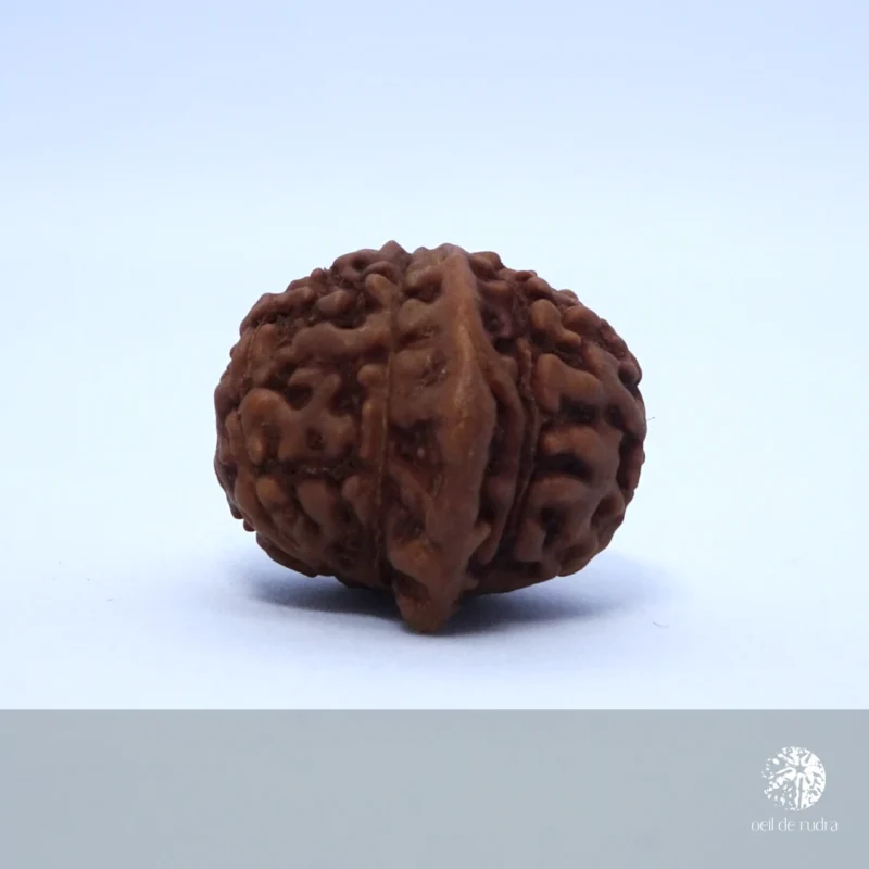 Ganesha rudraksha énergisé – Image 2