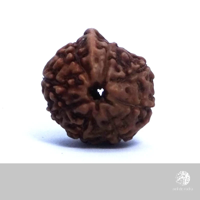 Ganesha rudraksha énergisé – Image 4