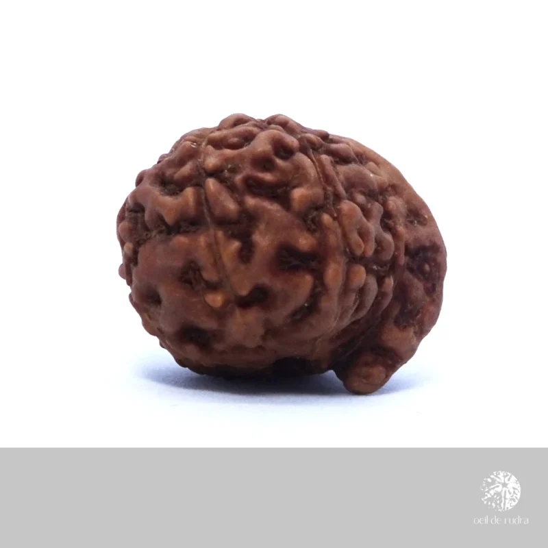 ganesha rudraksha à 8 faces origine java