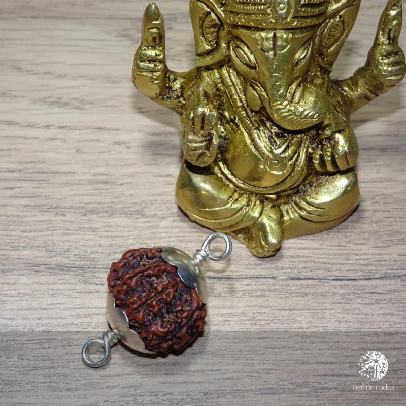 rudraksha 8 faces symbole de ganesh