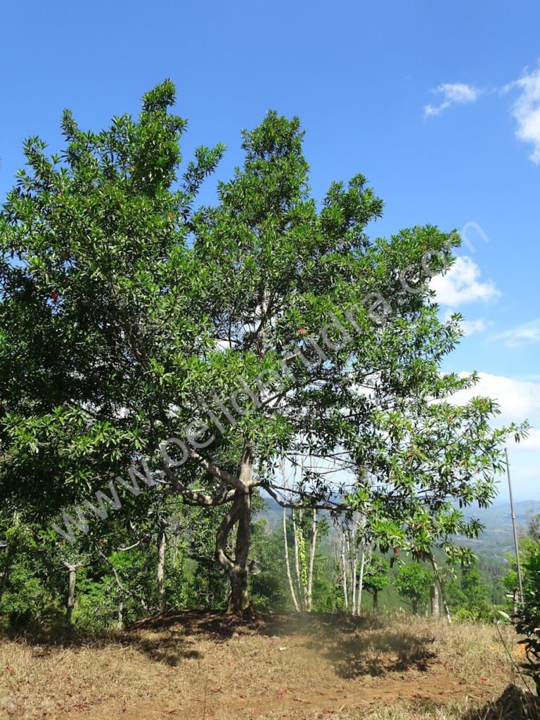 Elaeocarpus ganitrus, arbre du rudraksha