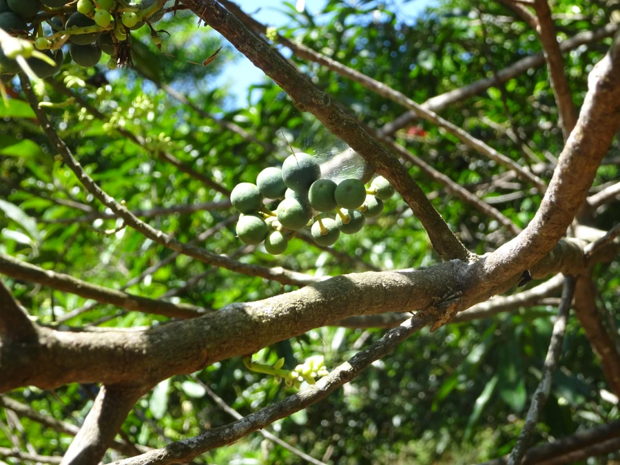 Arbre à rudraksha dans son environnement naturel, connu pour ses graines sacrées utilisées dans les mala de méditation