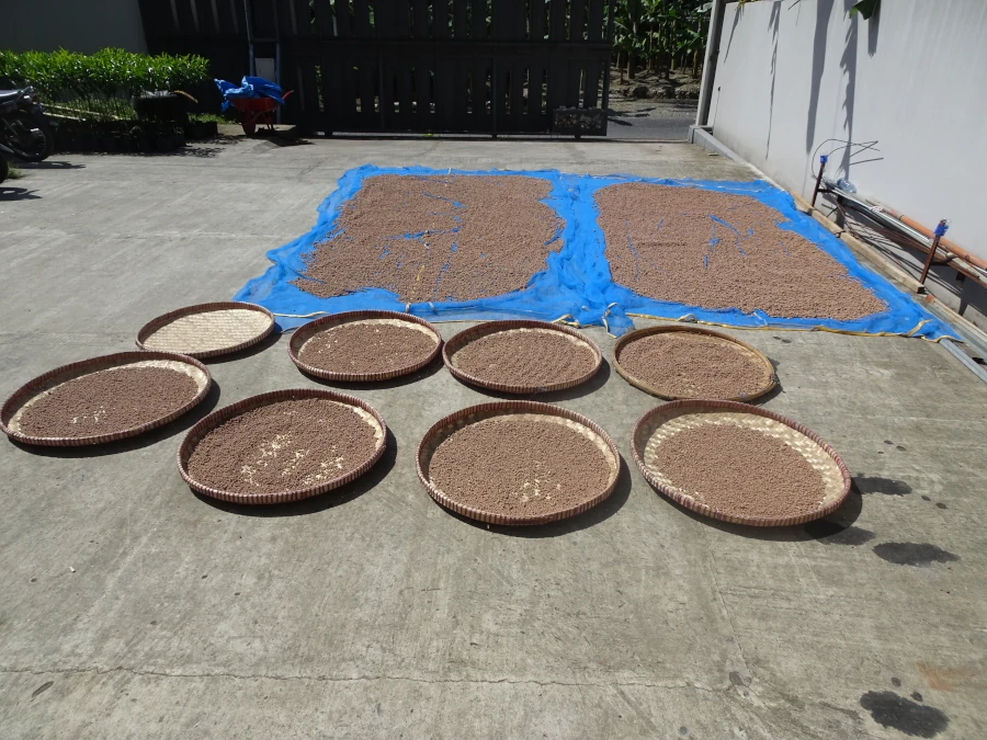 Graines de rudraksha en train de sécher au soleil, étape cruciale pour renforcer leur durabilité et préparer leur utilisation dans les mala de méditation